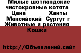 Милые шотландские чистокровные котята › Цена ­ 7 000 - Ханты-Мансийский, Сургут г. Животные и растения » Кошки   